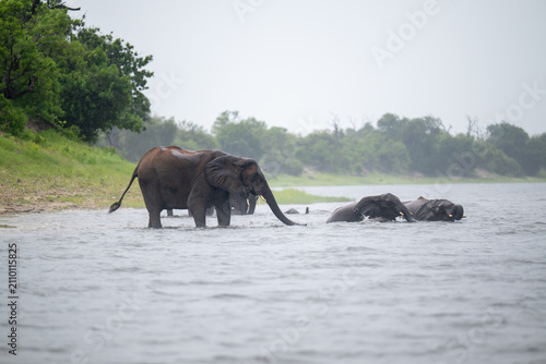 African elephants wading in the Chobe River in Chobe National Park during heavy rainfall