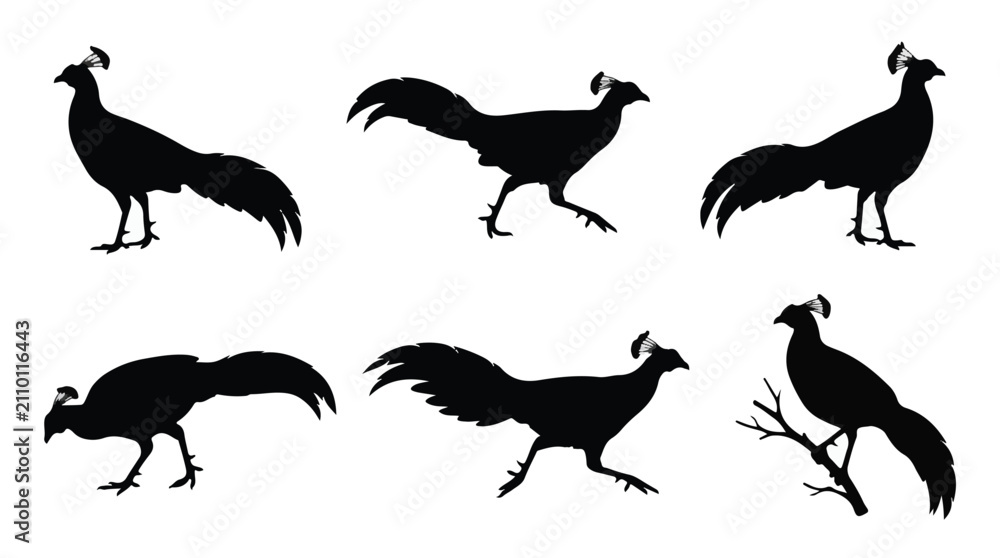Obraz premium A set of six siamese fireback bird in various poses silhouette vector icon illustrations on a white background 