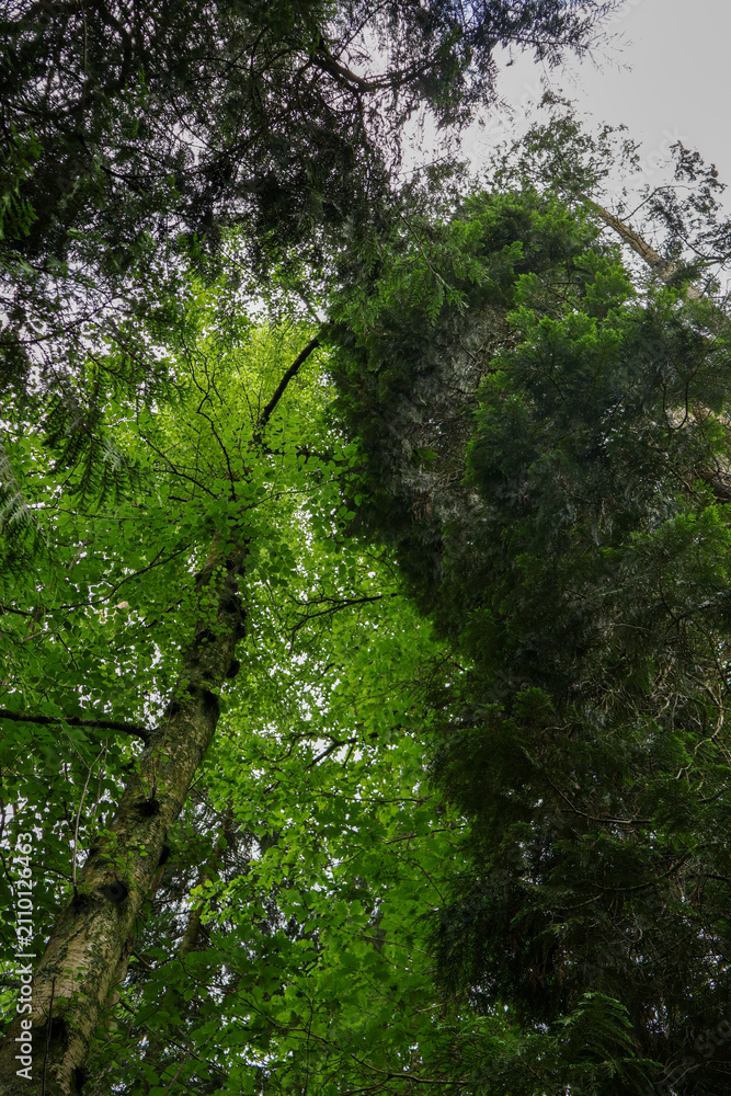 Fototapeta premium Beautiful forest canopy looking up, green trees with sunbeams. Nature background, ecotourism, sustainability and wilderness concept. .