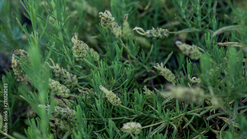 Konstfotografi Lavandula stoechas spanish lavender plant close up in garden