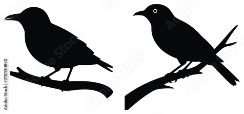 Photos Bird Silhouettes On Branches Black And White Graphic