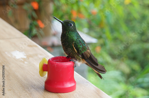 Bild auf Leinwand colibri nella foresta amazzonica,mentre volano e si alimenta