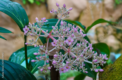 fiori tipici del Sud America