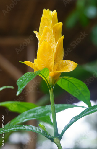 fiori tipici del Sud America