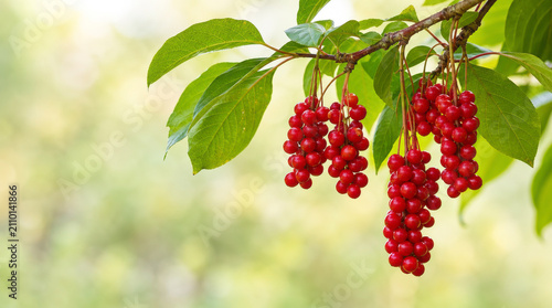 Schisandra berries hang in bright red clusters from a leafy branch against a soft blurred natural garden background.