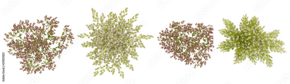 Obraz premium Collection of Kolkwitzia,Lagerstroemia plants on transparent background from the top view