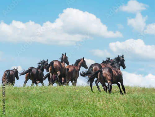 Obraz na płótnie herd of juvenile Thoroughbred horse yearlings running away over grassy hill