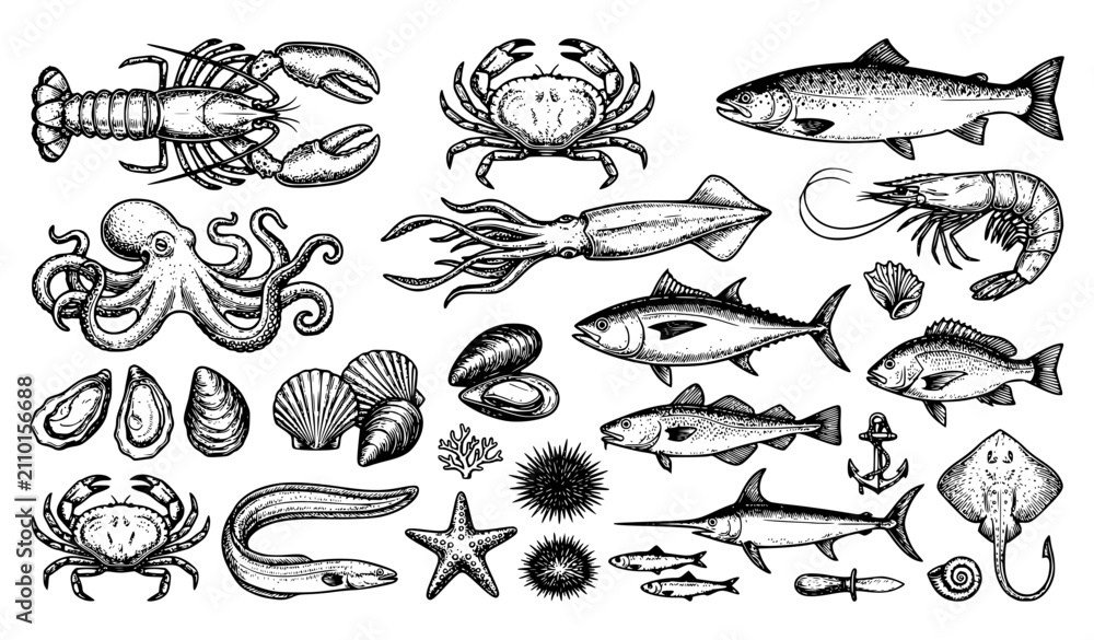 Obraz premium Antique Marine Life and Seafood Vector Collection with Vintage Hand Drawn Illustrations