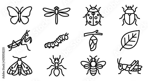 Fotografie Insect Icons: Butterfly, Dragonfly, Ladybug, Beetle, Praying Mantis, Caterpillar