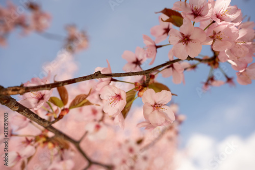 Foto close-up view of delicate pink cherry blossoms clustered on slender brown branch