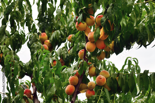 Foto Peach tree with ripe juicy red peaches in the garden in summer