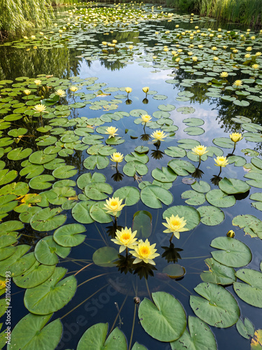 Cuadro en lienzo A tranquil pond filled with blooming yellow water lilies and lush green lily pads reflects the surrounding trees under soft summer light