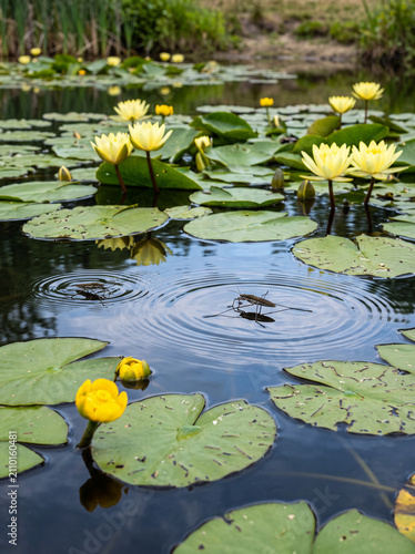 Canvas Print Two water striders glide across the calm surface of a lily-covered pond, creating delicate ripples among blooming yellow water lilies