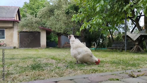 White hen pecking grass in country yard , Free range chicken foraging for food on organic farm