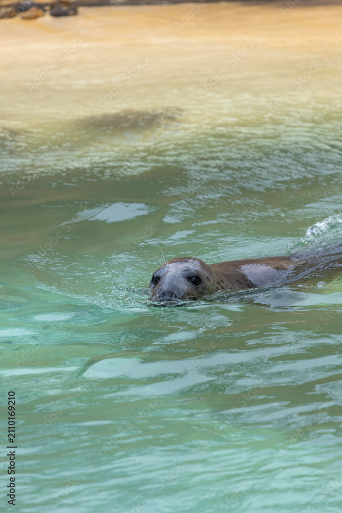 Fototapeta premium Photo of a grey seal (halichoerus grypus) swimming in the water