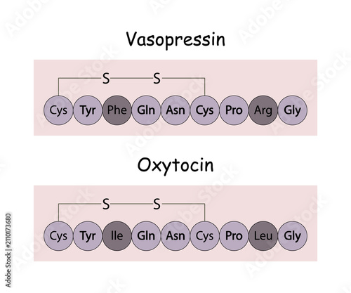 Structures of vasopressin (antidiuretic hormone) and oxytocin