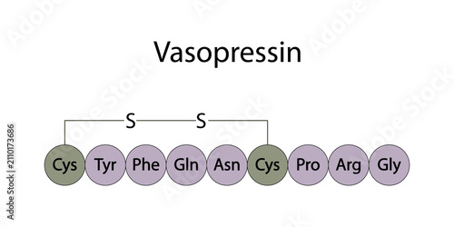 Structure of vasopressin (antidiuretic hormone)