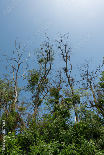 Fotografía Witches' brooms growing in dead and dying Black locust trees