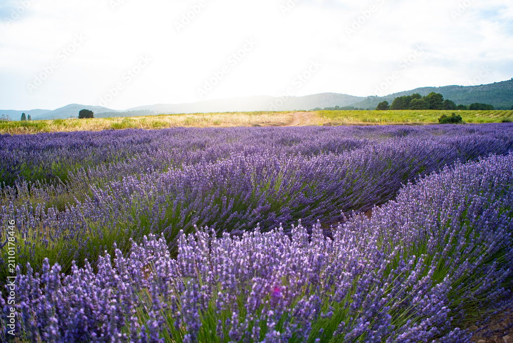 Fototapeta premium Lavender fields in southern Spain