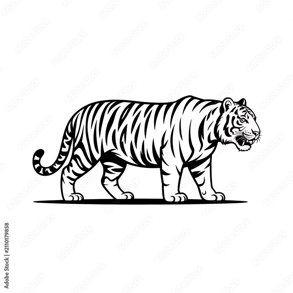 Obraz premium Tiger walking side view black and white line art illustration isolated on white background