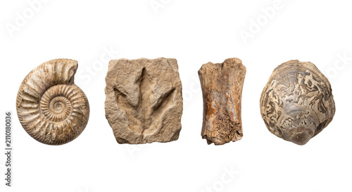 Quadro su tela Collection of prehistoric fossils and ammonites isolated