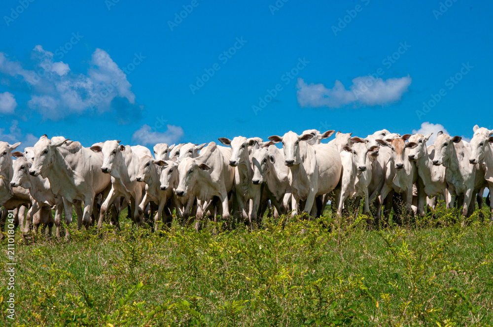 Obraz premium Rebanho de gado Nelore reunido em pastagem sob céu azul no interior de Pernambuco, destacando a força da pecuária brasileira e a paisagem típica do meio rural.