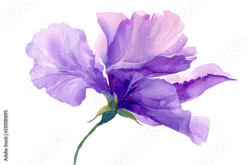 Purple Iris Flower Watercolor Illustration on White Background