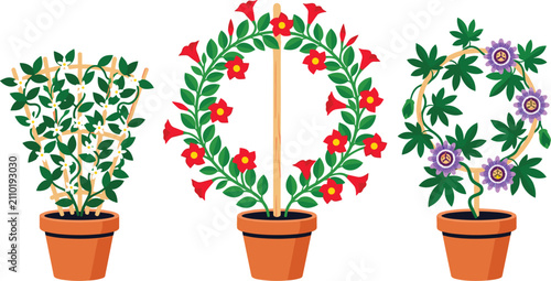 Foto Potted Climbing Plants Vector Set with Red Dipladenia Blooms and Purple Passion