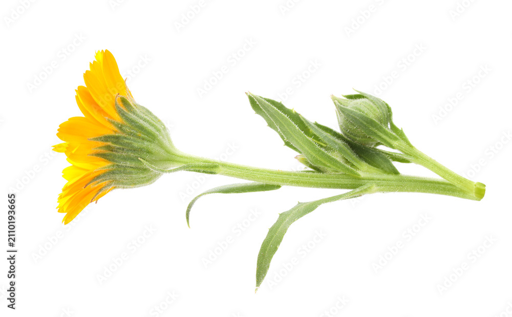 Fototapeta premium One bright calendula flower isolated on white, top view