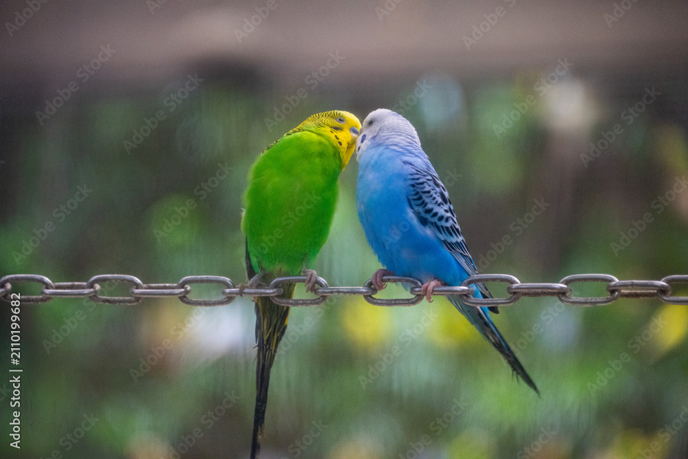 Obraz premium Two Budgerigars parakeet one blue and one green kissing eachother