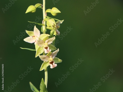 Obraz na plátne Epipactis helleborine (broad-leaved helleborine) beautiful wildflower