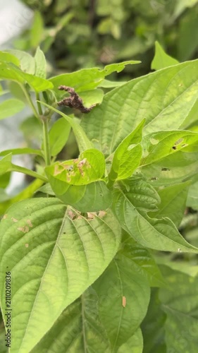Close-up of green garden leaves with insect damage and pest-eaten holes
