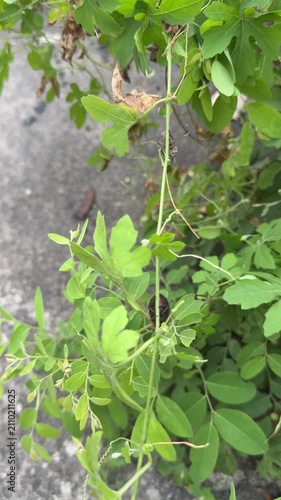 Dark beetle crawling on green plant vine over concrete background