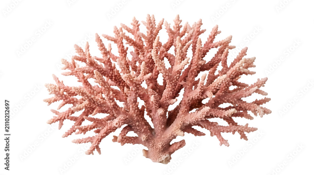 Obraz premium Pink coral branch isolated on transparent background
