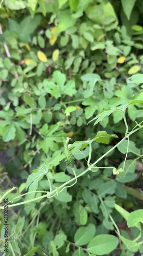 Small bitter melon fruit growing on green vine in garden