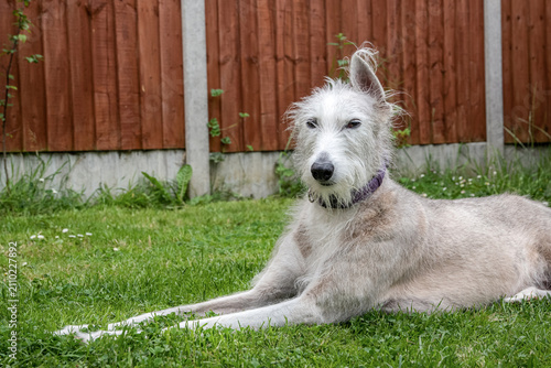 Friendly female Lurcher dog relaxing on green backyard lawn in a fenced garden, calm family pet enjoying outdoor rest.