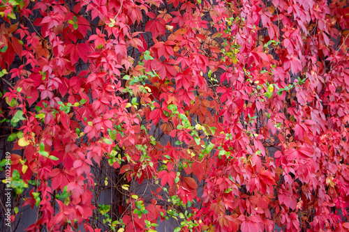Parthenocissus quinquefolia Virginia creeper with vibrant red autumn leaves covering wall creating colorful natural background
