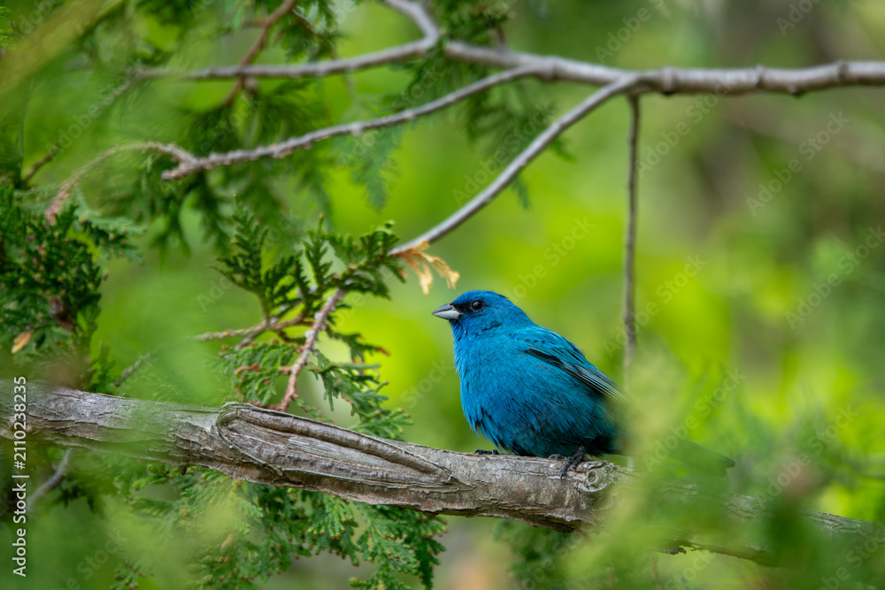 Fototapeta premium Male Indigo Bunting Perched on Tree Branch Surrounded by Green Leaves