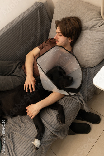 a sick dog of the Labrador breed in a collar lies with the owner on the couch