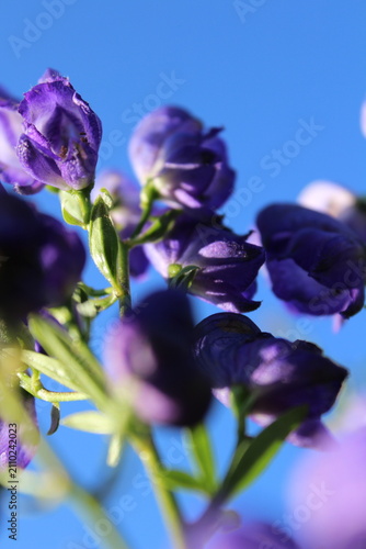 Foto Vertical macro shot of blue aconite monkshood flowers with artistic soft focus b