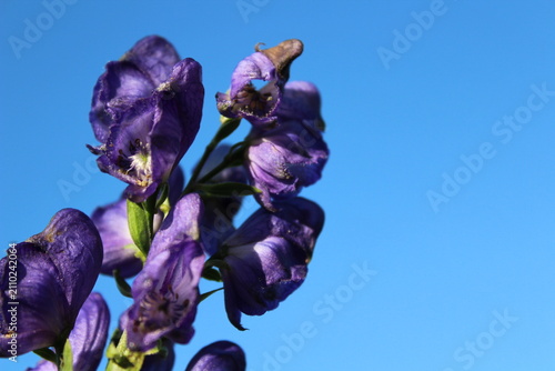 Fotografía Horizontal macro shot of blue aconite monkshood flowers with right copy space