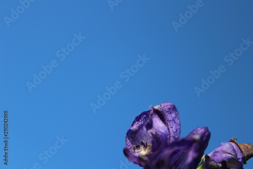 Foto Vertical macro shot of blue aconite monkshood flowers with artistic soft focus b
