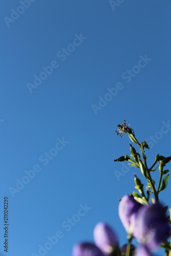 Принти на полотні Blue aconite monkshood flowers blooming against clear sky with copy space