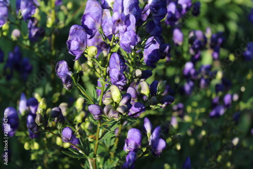 Konstfotografi Blue aconite monkshood flowers blooming against clear sky with copy space