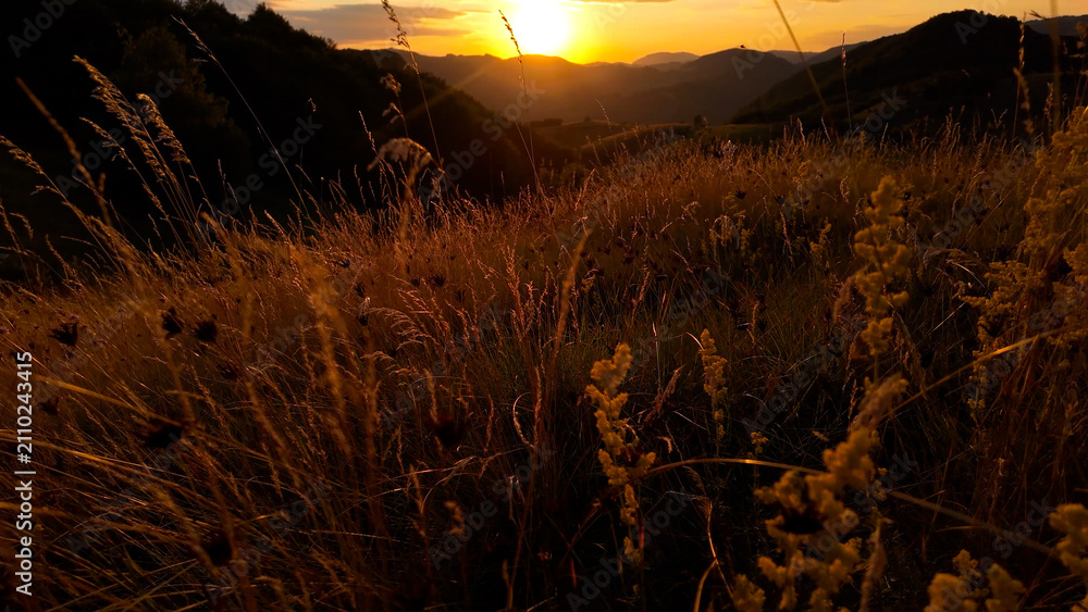 Fototapeta premium Summertime golden colors on meadow flowers.