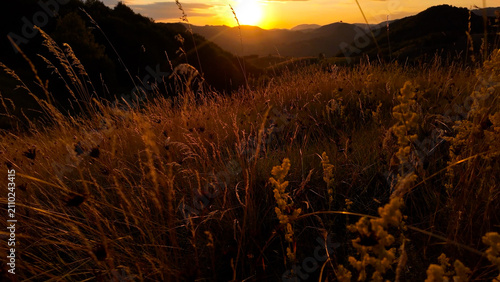 Fotografie Summertime golden colors on meadow flowers.