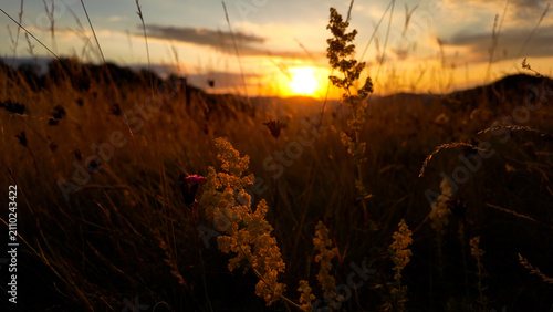 Tableau sur toile Summertime golden colors on meadow flowers.