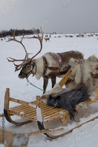Photography Reindeer ride sleigh pull in tromso Norway
