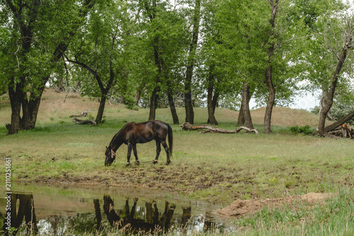 Peaceful nature scene with healthy horse in vibrant outdoor environment.