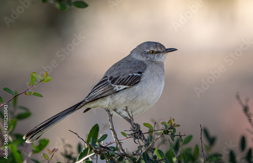 Cuadro en lienzo mockingbird on a branch